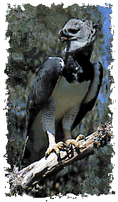 Harpy Eagle