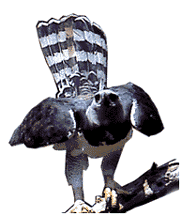 Harpy Eagle