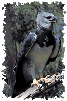 Harpy Eagle