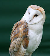 Barn Owl Barn Owl